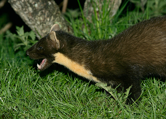 Pine Marten Martes martes