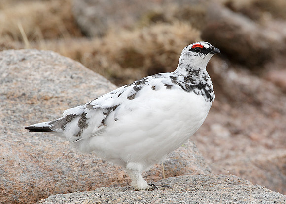 Ptarmigan Lagopus mutus