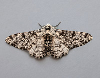 70.252 BF1931 Peppered Moth Biston betularia