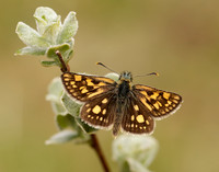 Chequered Skipper Carterocephalus palaemon