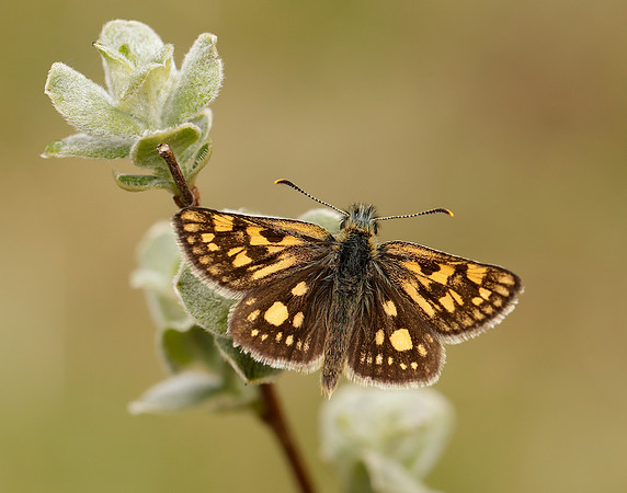 Chequered Skipper Carterocephalus palaemon