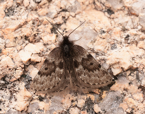70.289 BF1965 Black Mountain Moth Glacies coracina