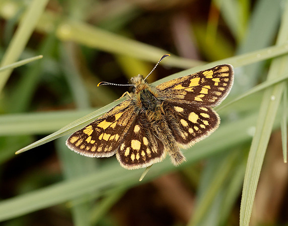 Chequered Skipper Carterocephalus palaemon