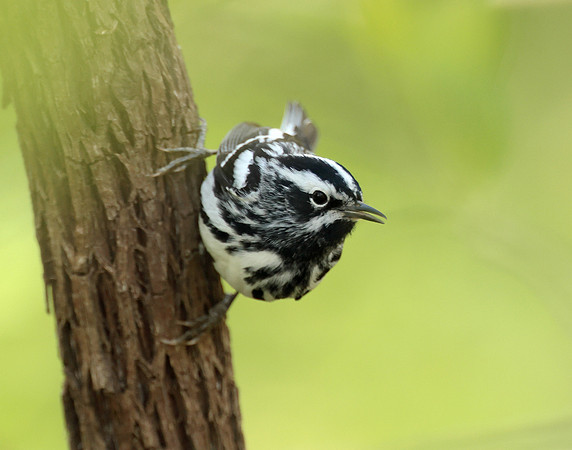 Black & White Warbler Mniotilta varia
