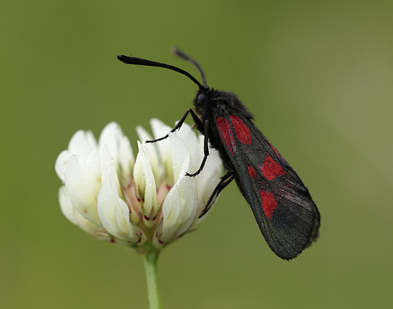 54.007 BF168 New Forest Burnet Zygaena viciae