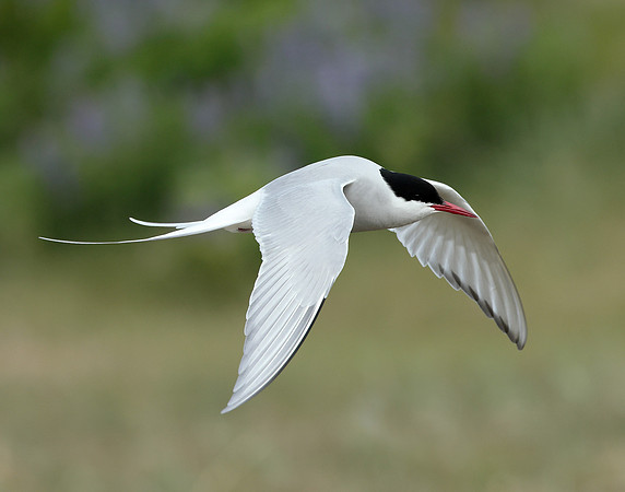 Arctic Tern Sterna paradisaea