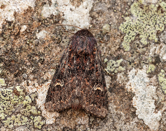 73.167 BF2324 Northern Arches Apamea exulis