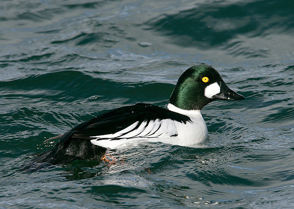 Goldeneye Bucephala clangula