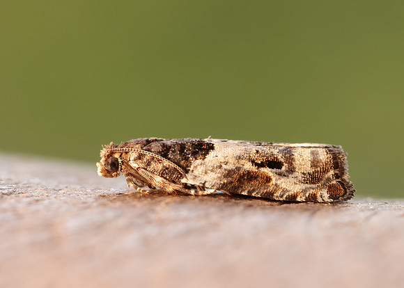 49.279 BF1169 Gypsonoma dealbana