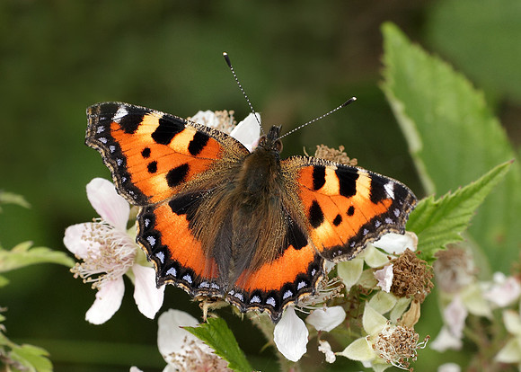 Small Tortoiseshell Aglais urticae