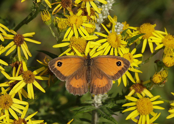 Gatekeeper Pyronia tithonus