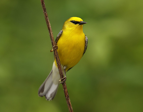 Blue-winged Warbler Vermivora cyanoptera