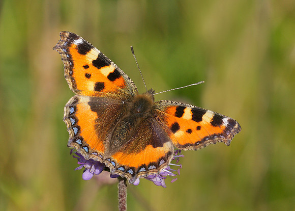 Small Tortoiseshell Aglais urticae