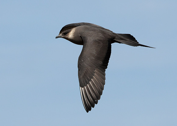 Arctic Skua Stercorarius parasiticus