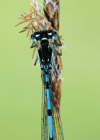 Variable Damselfly Coenagrion pulchellum