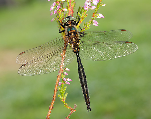 Northern Emerald Somatochlora arctica