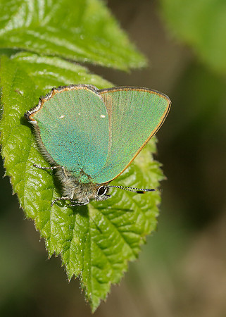Green Hairstreak Callophrys rubi