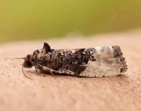 49.156 BF1083 Marbled Orchard Tortrix Hedya nubiferana
