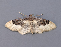 70.004 BF1699 Least Carpet Idaea rusticata