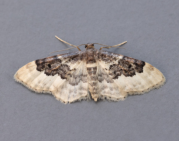 70.004 BF1699 Least Carpet Idaea rusticata
