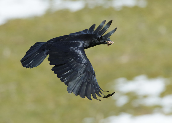 Raven Corvus corax