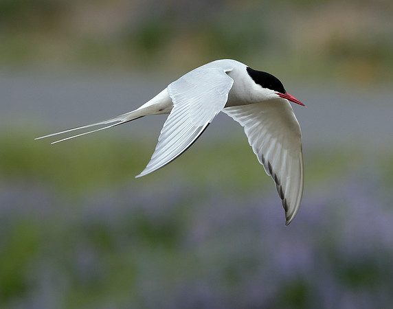 Arctic Tern Sterna paradisaea
