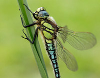 Hairy Dragonfly Brachytron pratense