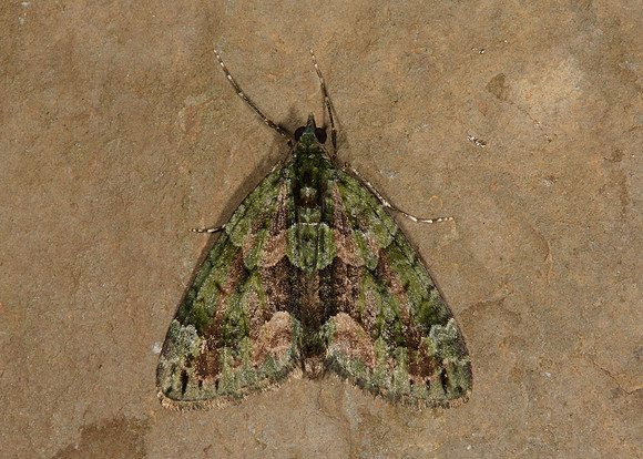 70.095 BF1760 Red-green Carpet Chloroclysta siterata