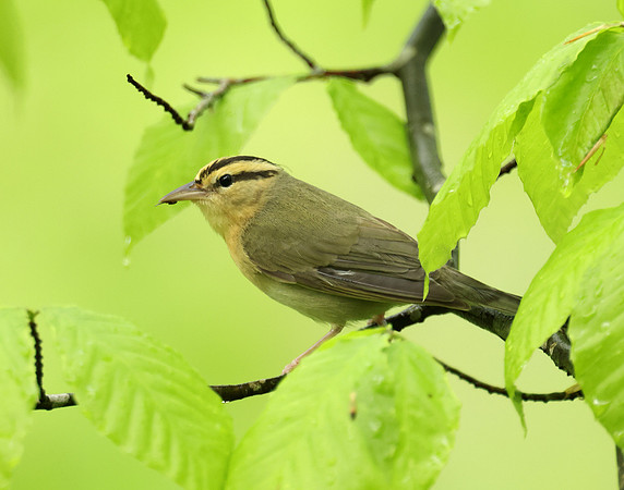 Worm-eating Warbler Helmitheros vermivorum