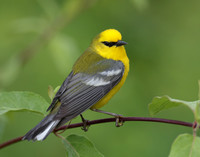 Blue-winged Warbler Vermivora cyanoptera