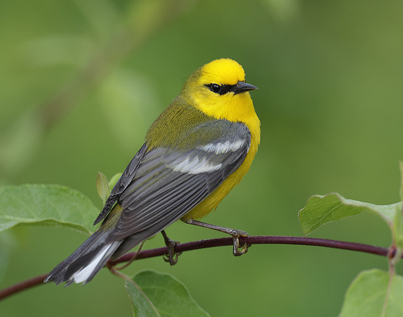 Blue-winged Warbler Vermivora cyanoptera