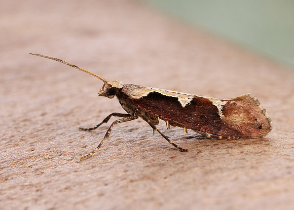 18.006 BF468 Rhigognostis incarnatella