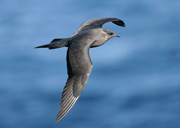 Arctic Skua Stercorarius parasiticus