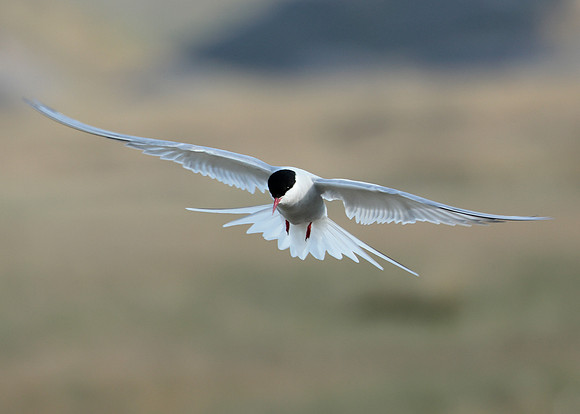 Arctic Tern Sterna paradisaea
