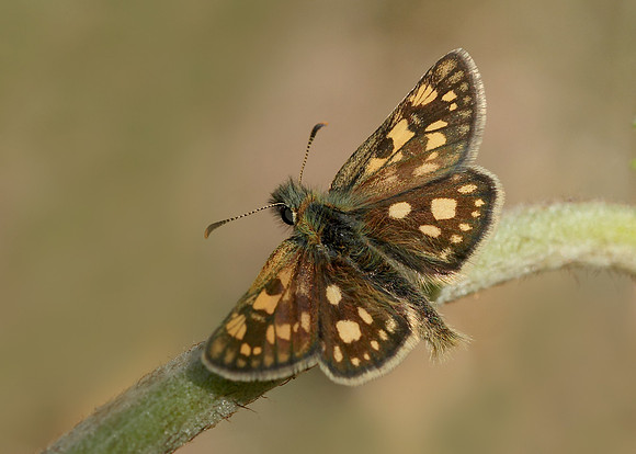 Chequered Skipper Carterocephalus palaemon