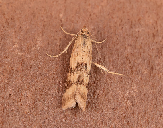 62.054 BF1481 Homoeosoma sinuella