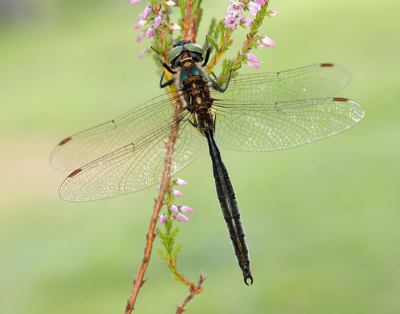 Northern Emerald Somatochlora arctica