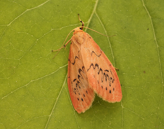 72.035 BF2037 Rosy Footman Miltochrista miniata