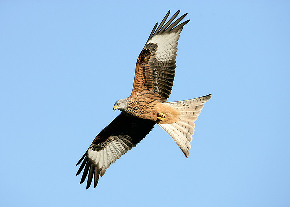 Red Kite Milvus milvus