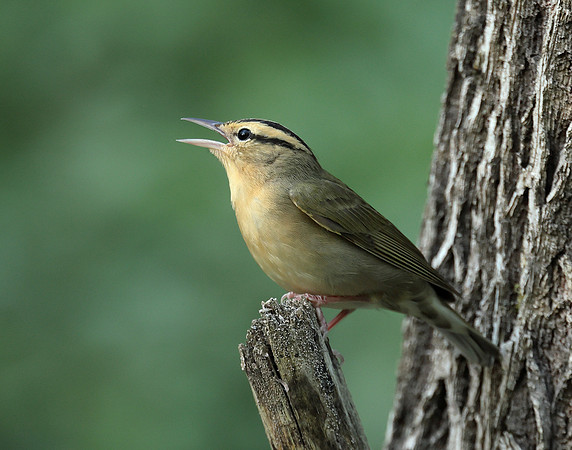 Worm-eating Warbler Helmitheros vermivorum