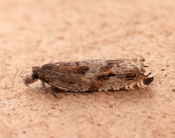 49.201 BF1117 Ancylis unguicella