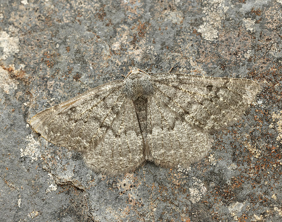 70.285 BF1963 Scotch Annulet Gnophos obfuscata