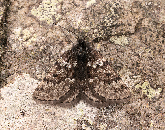 70.289 BF1965 Black Mountain Moth Glacies coracina