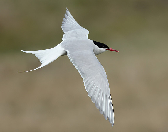 Arctic Tern Sterna paradisaea