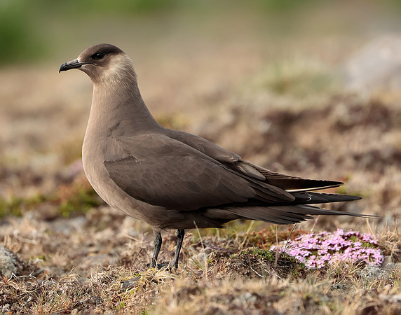 Arctic Skua Stercorarius parasiticus