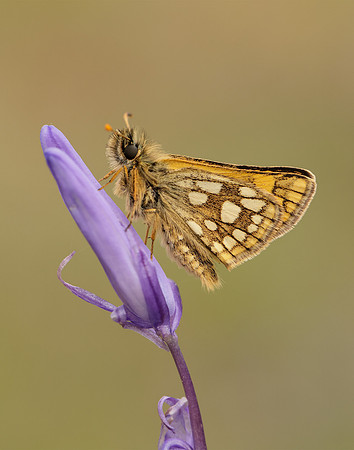 Chequered Skipper Carterocephalus palaemon