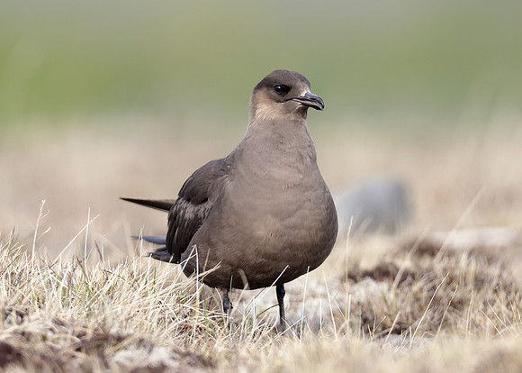 Arctic Skua Stercorarius parasiticus