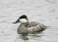 Ruddy Duck Oxyura jamaicensis