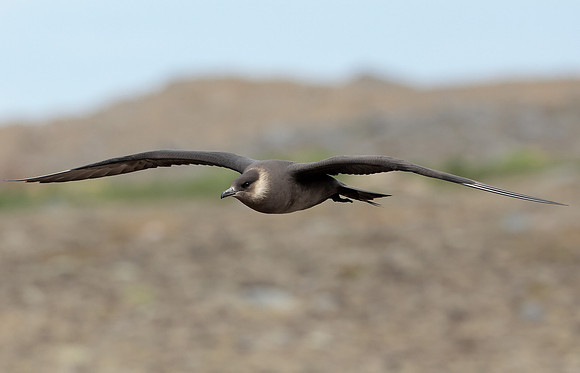 Arctic Skua Stercorarius parasiticus