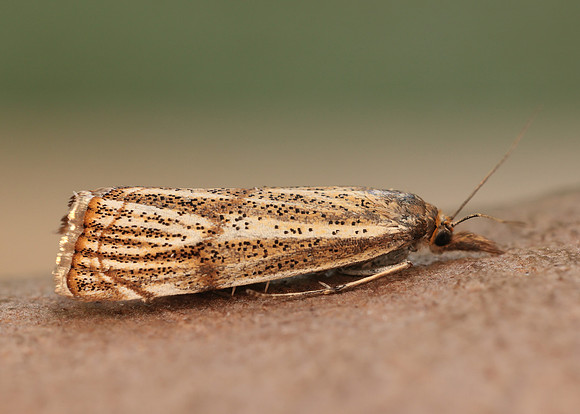 63.107 BF1321 Thisanotia chrysonuchella